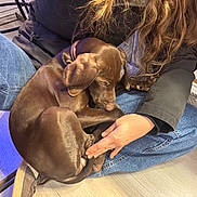 Arthemis participe au concours pour gagner de l'argent avec cette photo : affectionate, brown, casual, collar, curled_up, dog, floor, furniture, hand, indoor, jacket, jeans, long_hair, person, puppy, seated, shoe, sleepy, warm, wood_floor