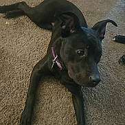 Hera joined the competition — help win amazing prizes! dog, black_dog, carpet, collar, indoor, toy, footwear, sandal, pet, animal, playful, curious, lying_down, paw, ear, nose, tail, floor, home, relaxed