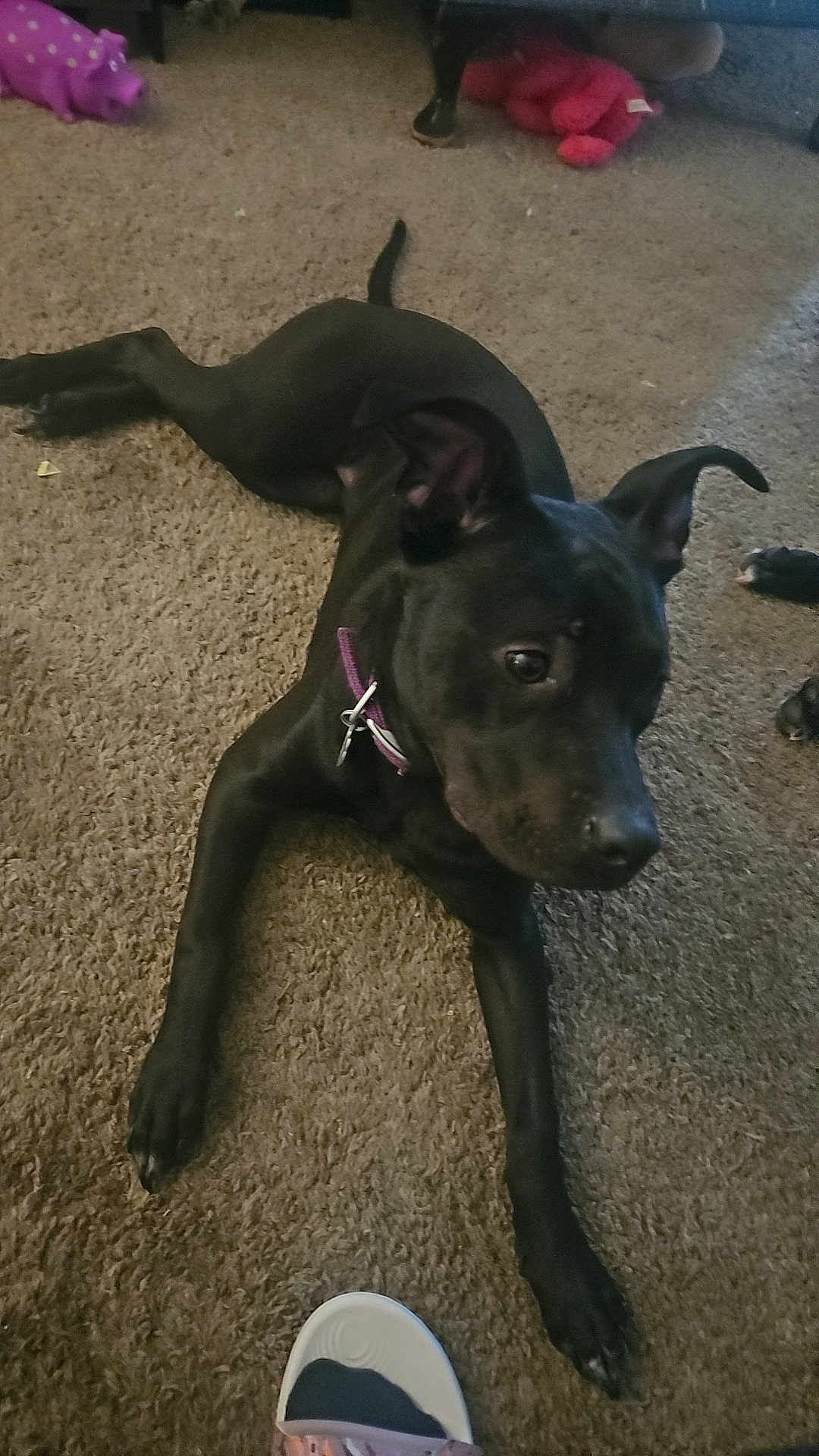 Hera joined the competition — help win amazing prizes! dog, black_dog, carpet, collar, indoor, toy, footwear, sandal, pet, animal, playful, curious, lying_down, paw, ear, nose, tail, floor, home, relaxed