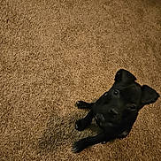 Hera is registered to the contest to win money with this photo: animal, bed, black_dog, blanket, canine, carpet, cozy, curious, cute, dog, domestic, ears, floor, fur, home, indoor, looking_up, paws, pet, young_dog