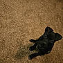 dog, black_dog, carpet, indoor, pet, animal, bed, blanket, floor, looking_up, cute, canine, domestic, fur, ears, paws, young_dog, curious, home, cozy