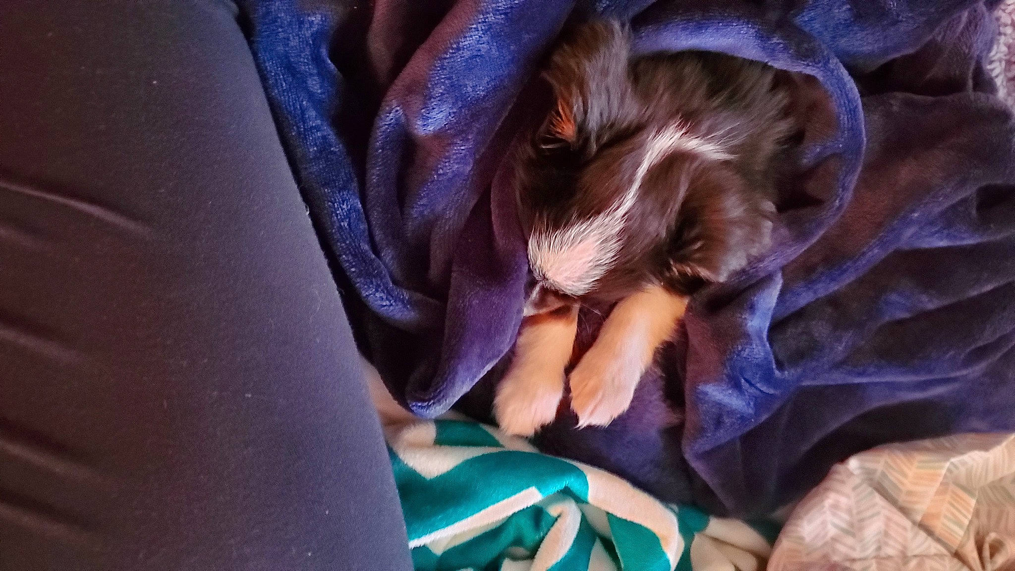 Milo joined the competition — help win amazing prizes! blue, canidae, carnivore, dog_breed, fawn, hand, organism, puppy, purple, sporting_group