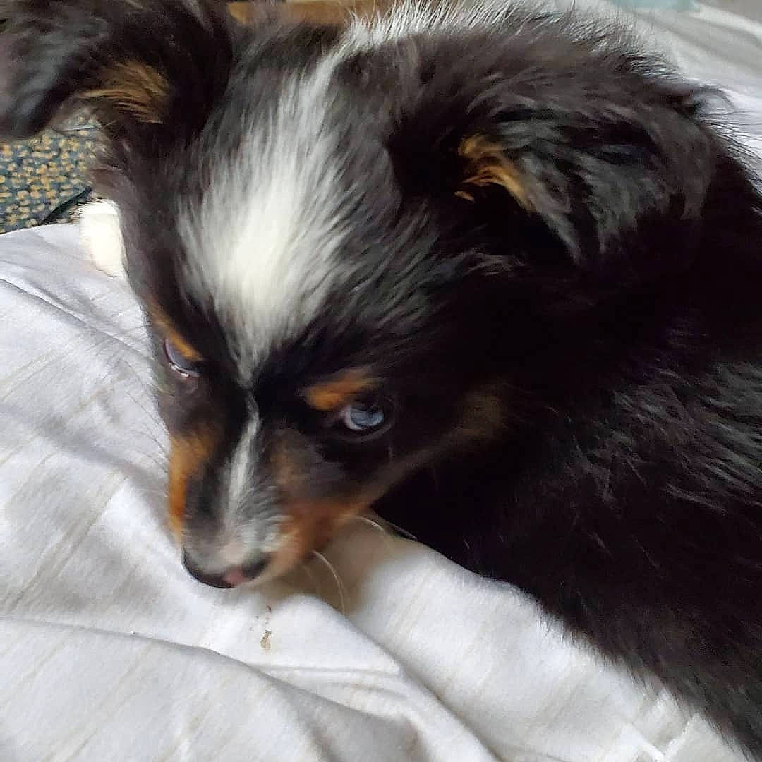 Milo joined the competition — help win amazing prizes! australian_shepherd, border_collie, canidae, carnivore, companion_dog, dog, dog_breed, ear, mammal, miniature_australian_shepherd, papillon, phalene, puppy, small_greek_domestic_dog, snout, sporting_group, toy_dog, vertebrate, whiskers