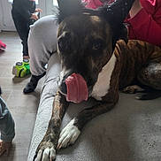 Toscane participe au concours pour gagner de l'argent avec cette photo : animal, casual, child, clothing, costume, couch, dog, emoji, floor, furniture, hand, horns, indoor, person, pet, playful, tongue, tongue_out, toy, window