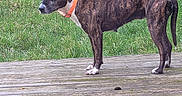 Toscane a rejoint le concours — aidez-le/la à gagner de superbes lots ! alert, animal, brindle, canine, collar, dog, domestic_animal, fence, garden, grass, greenery, mammal, nature, orange_collar, outdoor, pet, side_view, standing, wooden_deck, yard