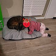 Toscane a rejoint le concours — aidez-le/la à gagner de superbes lots ! baby_clothes, blanket, brown_dog, child, cozy, curled_up, cushion, dog, floor, home, indoor, pet, pink_pants, quiet_moment, radiator, resting, sleeping, toddler, warm, wooden_floor