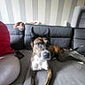 Toscane participe au concours pour gagner de l'argent avec cette photo : animal, brindle, canine, companion, couch, curious, devil_horns, dog, domestic_animal, furniture, gray, home, indoor, laying_down, living_room, person_partial, pet_accessory, relaxed, soft_lighting, striped_wallpaper