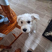 Bloom a rejoint le concours — aidez-le/la à gagner de superbes lots ! puppy, dog, floor, wood_floor, wooden_chair, chair_leg, pet, indoor, cute, small_dog, fur, white_dog, animal, domestic_animal, looking_up, ears, shadow, footwear, home, crate