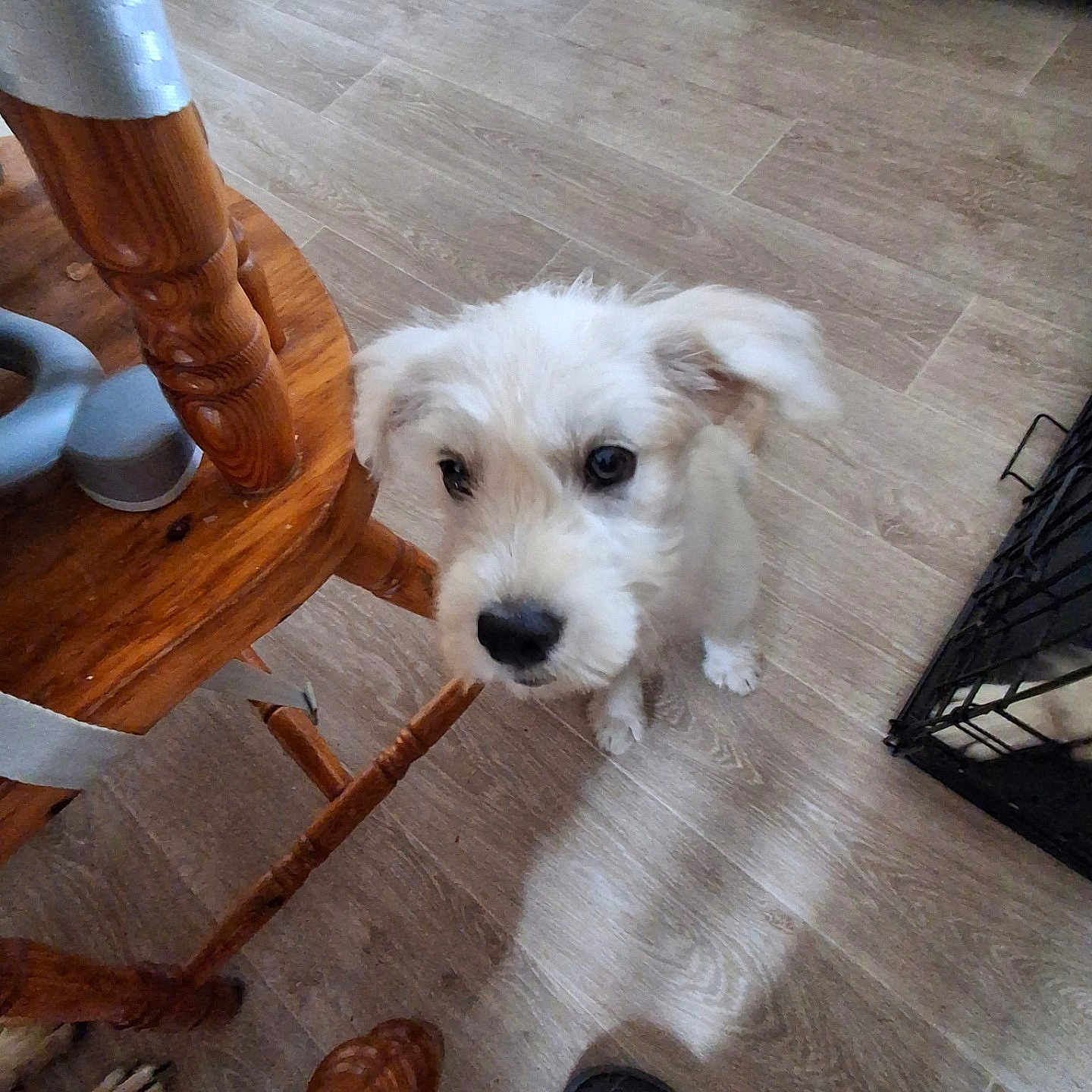 Bloom a rejoint le concours — aidez-le/la à gagner de superbes lots ! puppy, dog, floor, wood_floor, wooden_chair, chair_leg, pet, indoor, cute, small_dog, fur, white_dog, animal, domestic_animal, looking_up, ears, shadow, footwear, home, crate