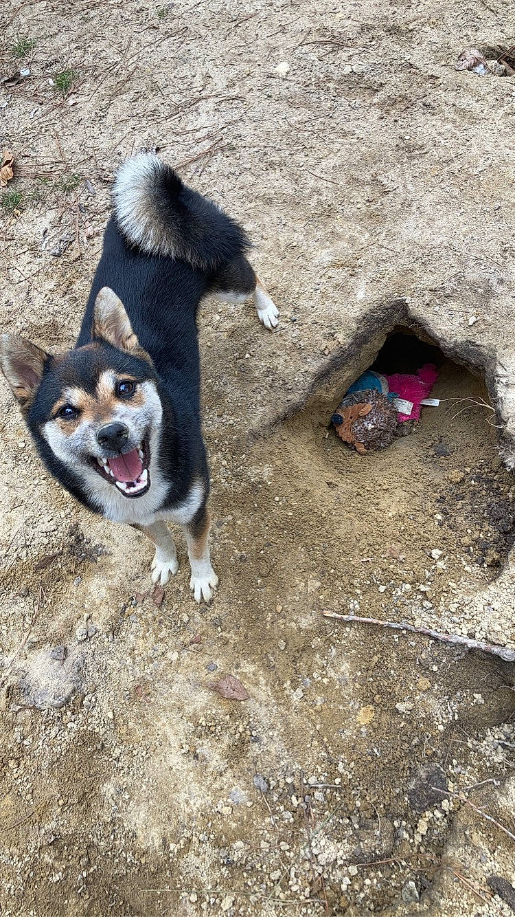 Raven joined the competition — help win amazing prizes! ancient_dog_breeds, carnivore, companion_dog, dog, dog_breed, fur, herding_dog, non_sporting_group, paw, road_surface, soil, sporting_group, tail, working_animal, working_dog