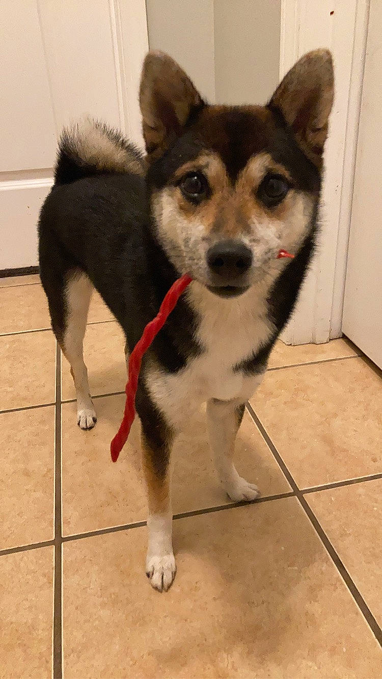 Raven joined the competition — help win amazing prizes! ancient_dog_breeds, canidae, carnivore, collar, companion_dog, dog, dog_breed, floor, flooring, fur, non_sporting_group, sled_dog, snout, sporting_group, tail, terrestrial_animal, tile_flooring, whiskers, working_animal, working_dog