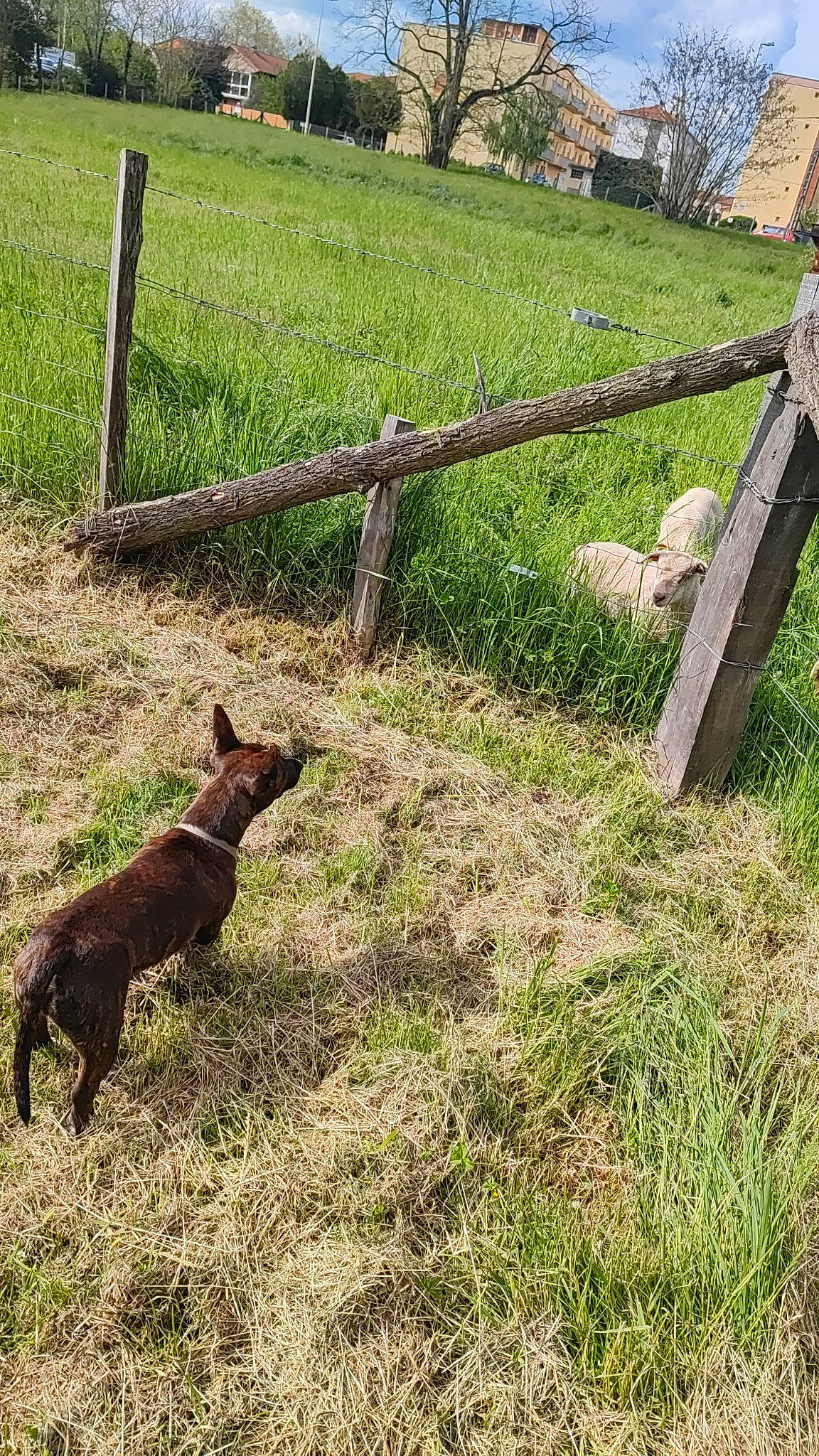 Titus participe au concours pour gagner de l'argent avec cette photo : carnivore, dog_breed, fence, field, grass, grass_family, grassland, groundcover, home_fencing, landscape, pasture, plant, snout, soil, split_rail_fence, tail, terrestrial_animal, tree, wood, working_animal