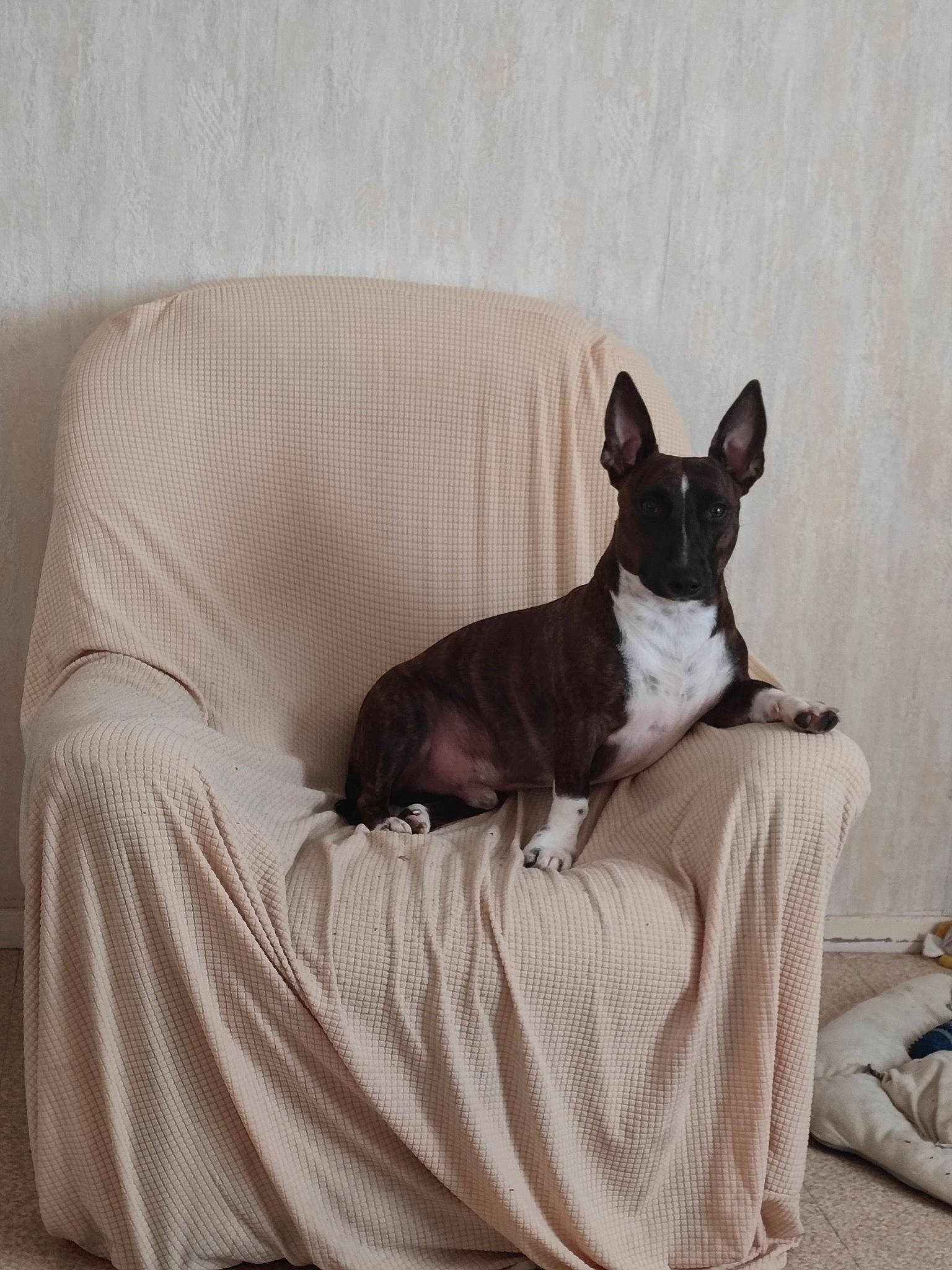 Titus participe au concours pour gagner de l'argent avec cette photo : carnivore, comfort, companion_dog, dog, dog_breed, dog_supply, fawn, grey, linens, luggage_and_bags, non_sporting_group, slipcover, snout, sporting_group, terrier, toy_dog, whiskers, working_animal