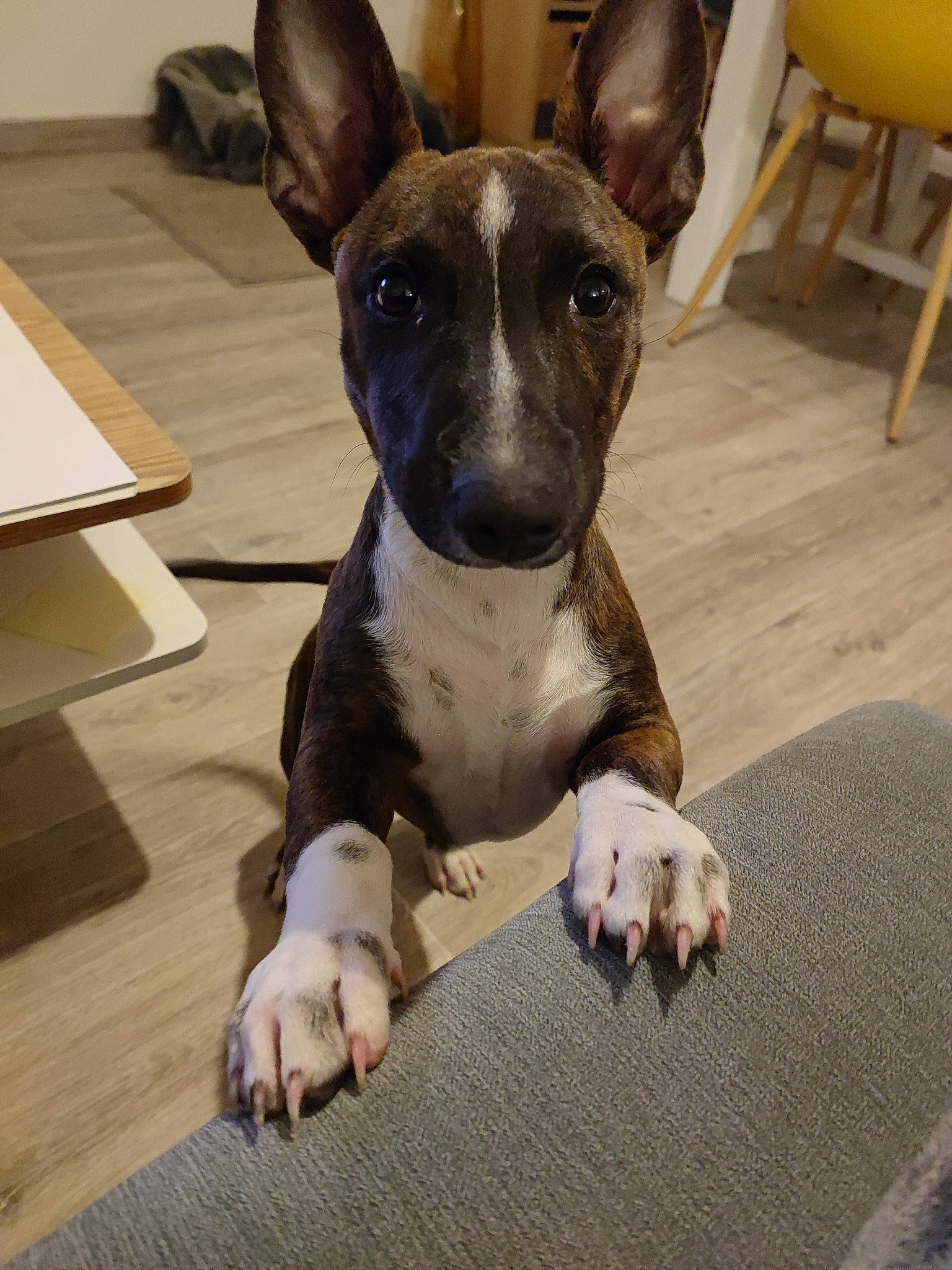 Titus a rejoint le concours — aidez-le/la à gagner de superbes lots ! canidae, carnivore, collar, comfort, companion_dog, dog, dog_breed, dog_collar, dog_supply, ear, fawn, flooring, grey, head, pet_supply, snout, sporting_group, terrestrial_animal, whiskers, working_animal