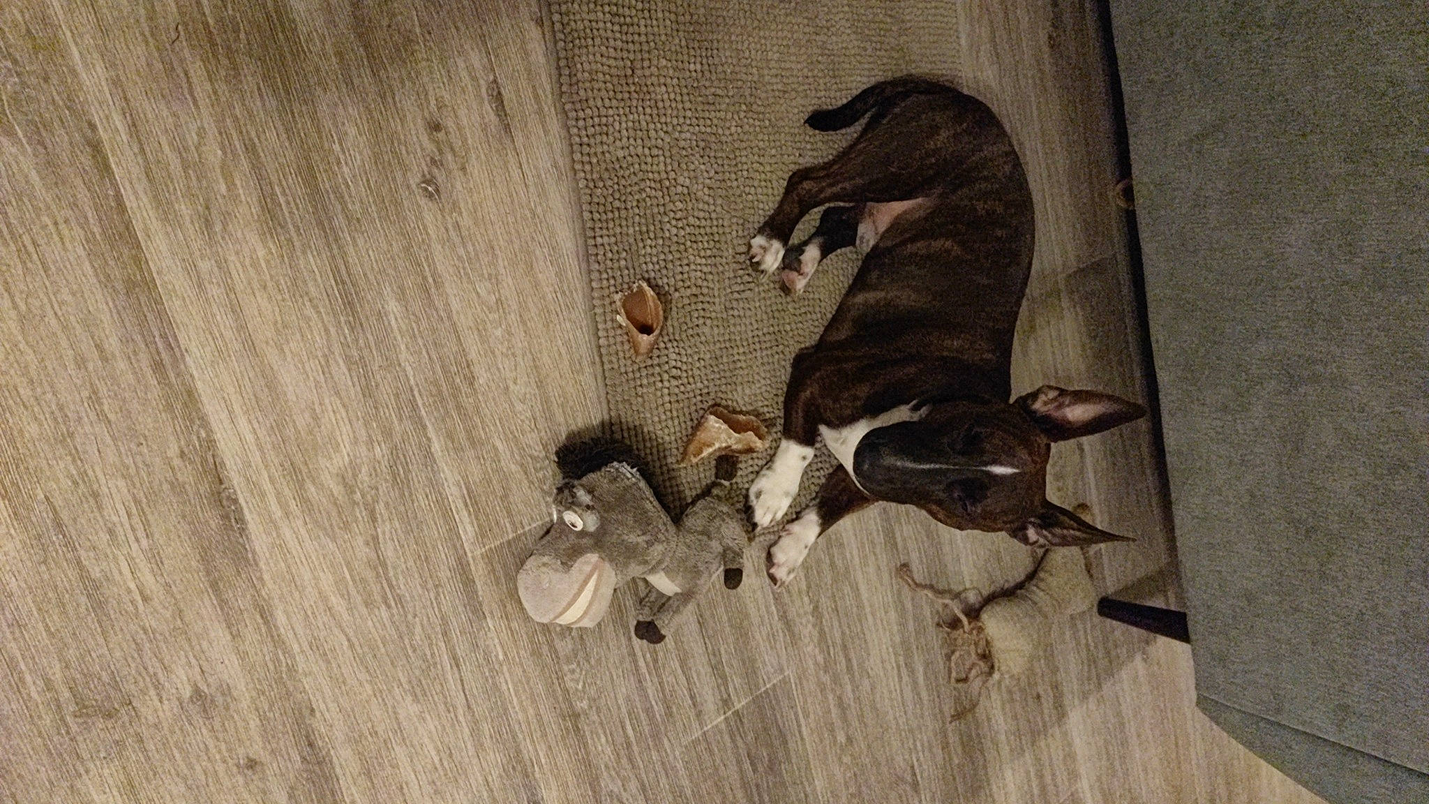 Titus participe au concours pour gagner de l'argent avec cette photo : beige, brown, canidae, carnivore, comfort, companion_dog, dog, dog_breed, fawn, flooring, hardwood, paw, pet_supply, snout, sporting_group, tail, toy_dog, wood, wood_flooring, working_animal