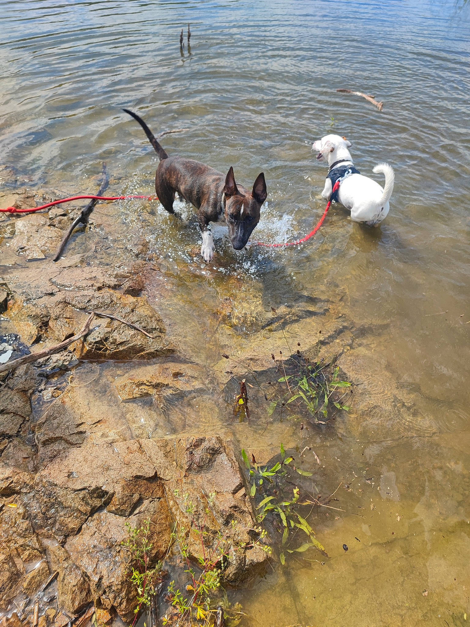 Titus participe au concours pour gagner de l'argent avec cette photo : beach, beak, canidae, carnivore, dog, dog_breed, dog_hiking, lake, leash, plant, pollution, recreation, reservoir, seabird, soil, sporting_group, tail, water, wind_wave, working_animal