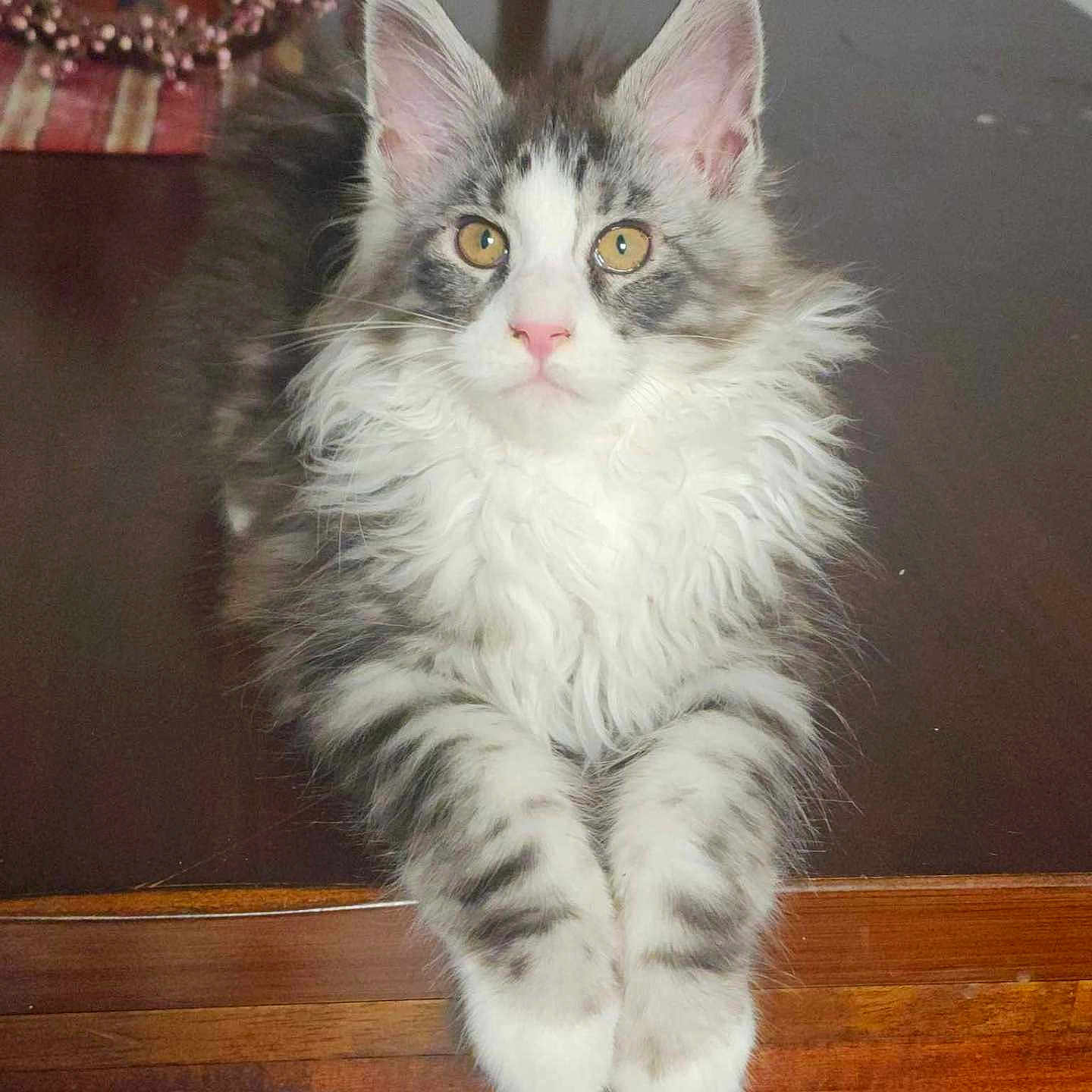 Gus joined the competition — help win amazing prizes! cat, kitten, fluffy, gray, white, yellow_eyes, ears, table, wooden_table, indoor, pet, animal, cute, feline, relaxed, portrait, closeup, domestic_cat, fur, front_paws