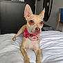 Nahya participe au concours pour gagner de l'argent avec cette photo : dog, small_dog, tan_dog, bandana, collar, bed, white_bedspread, indoor, room, mirror, door, furniture, pet, animal, ears, lying_down, looking_away, floor, wall, household_items