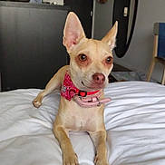 Nahya participe au concours pour gagner de l'argent avec cette photo : dog, small_dog, tan_dog, bandana, collar, bed, white_bedspread, indoor, room, mirror, door, furniture, pet, animal, ears, lying_down, looking_away, floor, wall, household_items