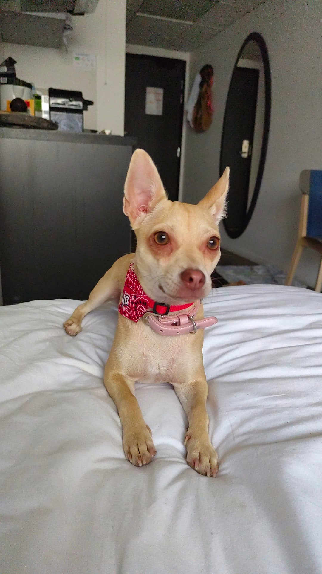 Nahya participe au concours pour gagner de l'argent avec cette photo : dog, small_dog, tan_dog, bandana, collar, bed, white_bedspread, indoor, room, mirror, door, furniture, pet, animal, ears, lying_down, looking_away, floor, wall, household_items