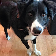 Jack a rejoint le concours — aidez-le/la à gagner de superbes lots ! dog, black_and_white, indoor, wooden_floor, leather_chair, furniture, pet, animal, canine, curious, standing, looking_at_camera, ears, eyes, nose, white_paws, living_room, red_clothing, domestic, companion
