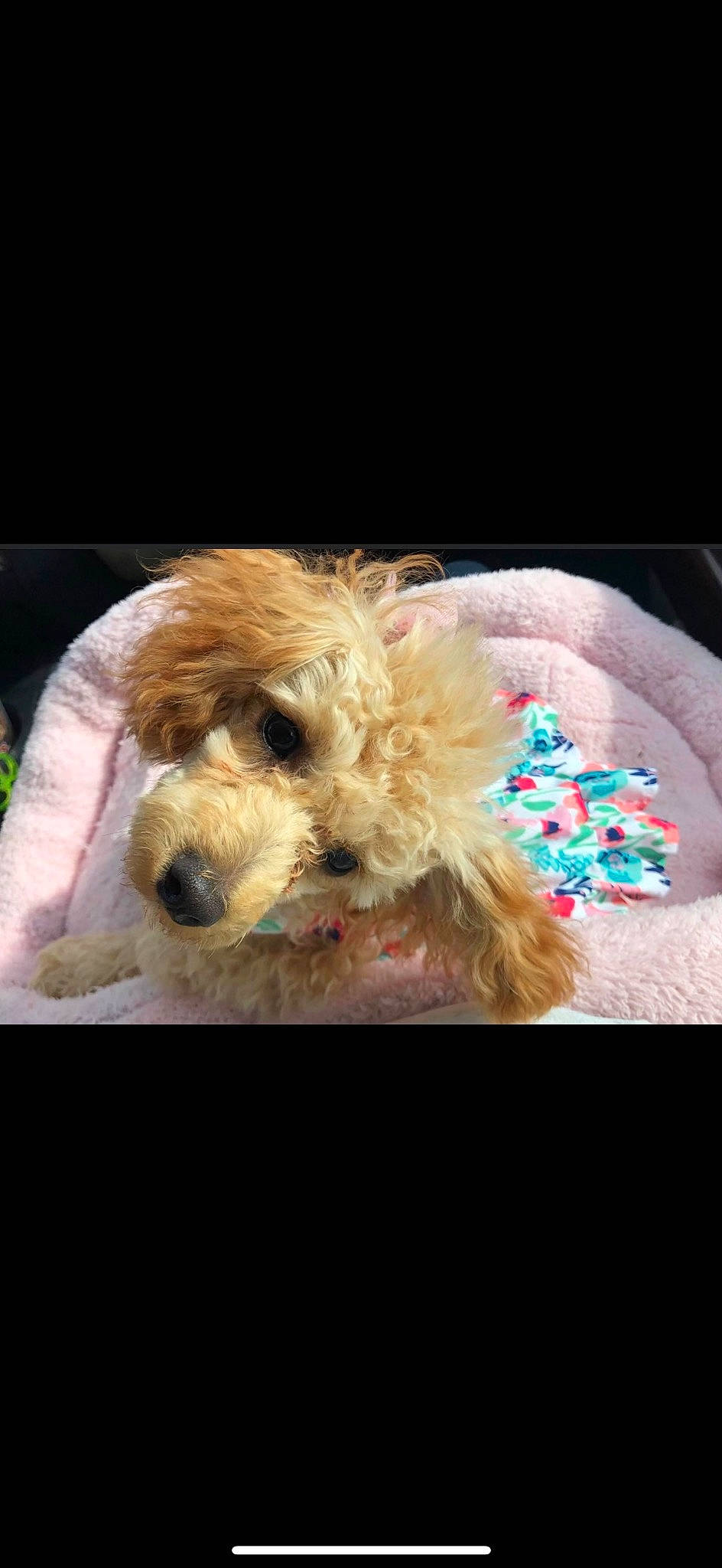 Macie joined the competition — help win amazing prizes! carnivore, companion_dog, dog, dog_breed, dog_supply, fur, labradoodle, non_sporting_group, poodle, puppy, puppy_love, small_terrier, sporting_group, terrier, toy_dog, water_dog, yorkipoo