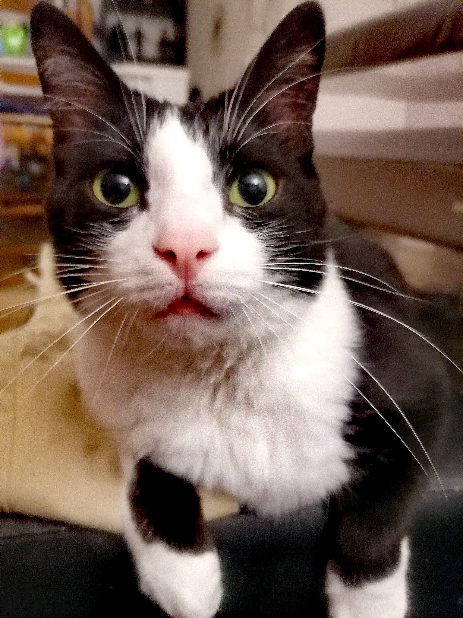 Domino a rejoint le concours — aidez-le/la à gagner de superbes lots ! carnivore, cat, claw, domestic_short_haired_cat, felidae, foot, formal_wear, fur, paw, small_to_medium_sized_cats, snout, tail, whiskers