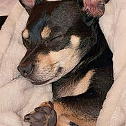 Luna is registered to the contest to win money with this photo: dog, sleeping, blanket, cozy, paw, fur, pet, cute, rest, snug, animal, ears, closed_eyes, indoors, comfort, small_dog, relaxed, black_and_tan, fur_texture, companion