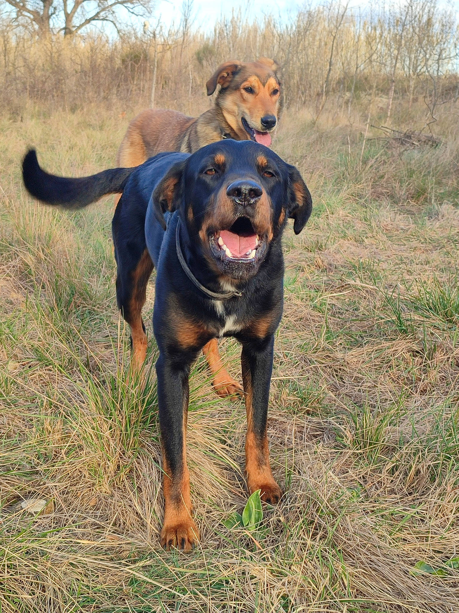 Paf participe au concours pour gagner de l'argent avec cette photo : canidae, carnivore, collar, companion_dog, dog, dog_breed, dog_collar, dog_supply, fawn, grass, grassland, guard_dog, hound, pet_supply, plant, rottweiler, sky, sporting_group, working_animal, working_dog