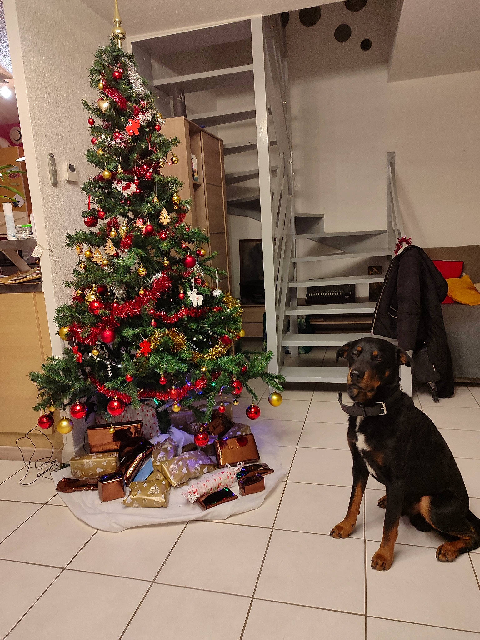 Paf a rejoint le concours — aidez-le/la à gagner de superbes lots ! black, carnivore, christmas, christmas_decoration, christmas_eve, christmas_ornament, christmas_tree, companion_dog, conifer, dog, dog_breed, event, evergreen, flooring, holiday, holiday_ornament, ornament, plant, tints_and_shades, wood