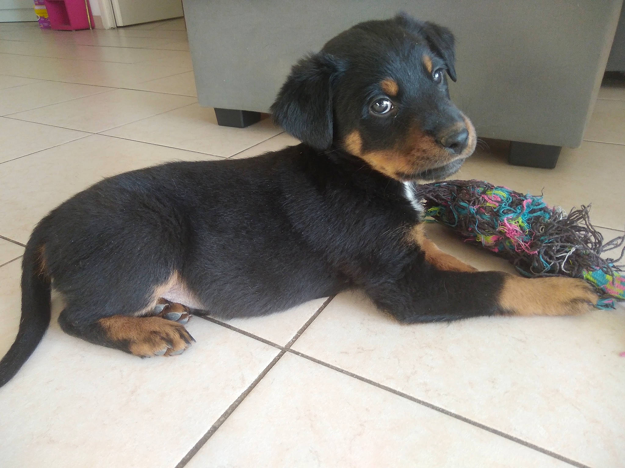 Paf participe au concours pour gagner de l'argent avec cette photo : beaglier, canidae, carnivore, comfort, companion_dog, dog, dog_breed, flooring, fur, paw, rottweiler, snout, terrestrial_animal, working_animal, working_dog