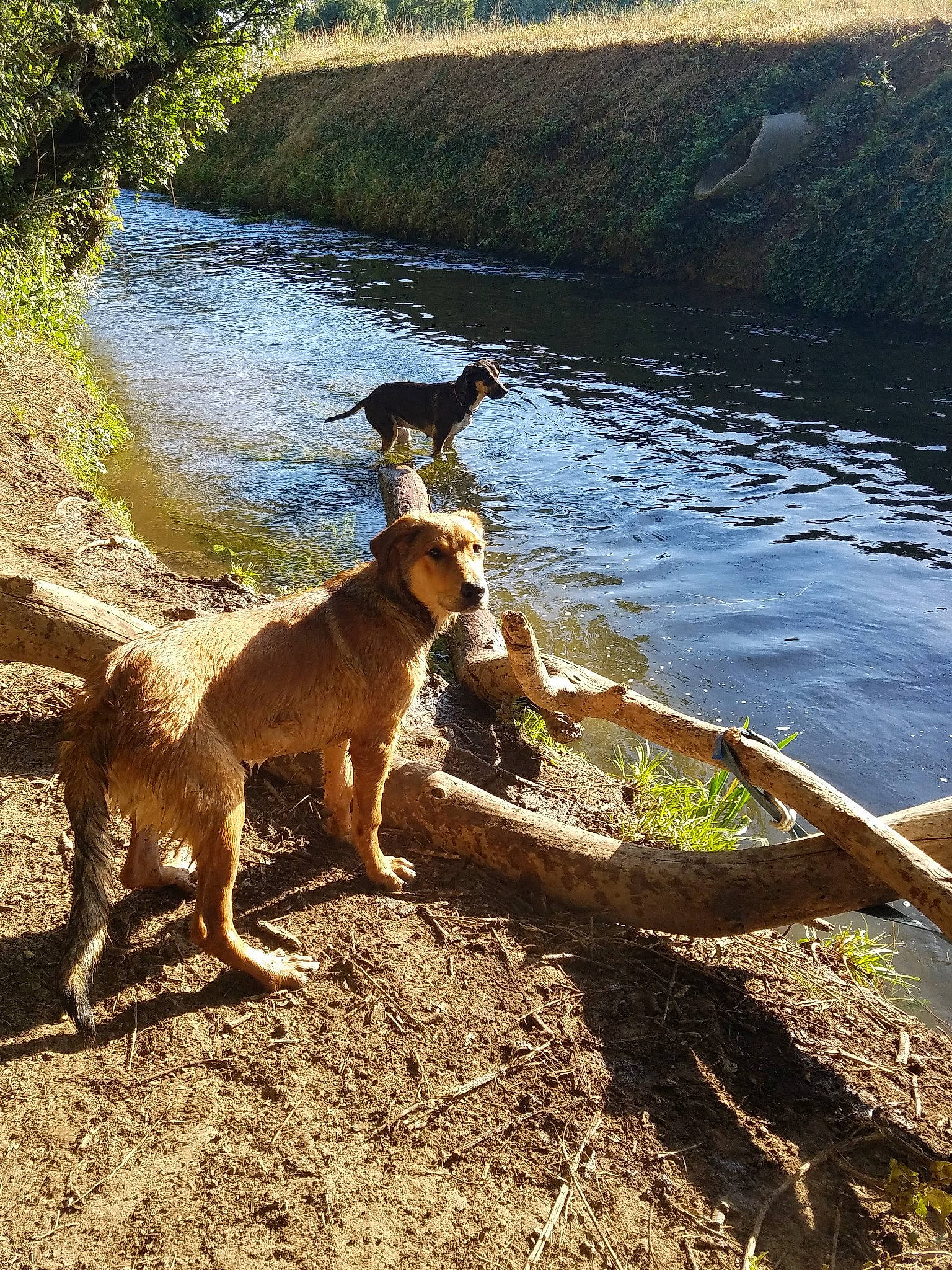 Nikita participe au concours pour gagner de l'argent avec cette photo : canidae, carnivore, companion_dog, dog, dog_breed, fawn, fluvial_landforms_of_streams, lake, landscape, plant, reservoir, rock, soil, sporting_group, stream, tail, water, watercourse, wood, working_animal