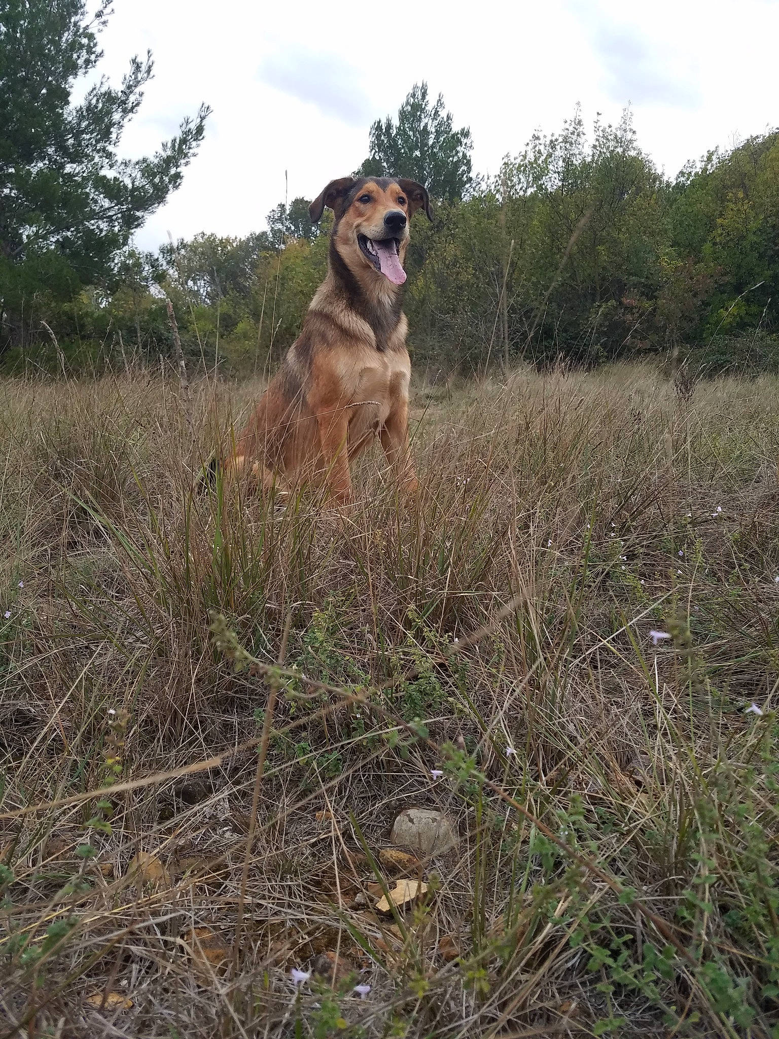 Nikita participe au concours pour gagner de l'argent avec cette photo : canidae, carnivore, cloud, companion_dog, dog, dog_breed, fawn, grass, grassland, landscape, plant, plant_community, prairie, shrubland, sky, soil, sporting_group, tail, terrestrial_animal, tree