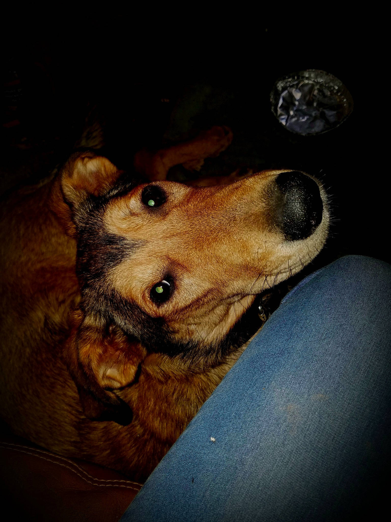 Nikita a rejoint le concours — aidez-le/la à gagner de superbes lots ! canidae, carnivore, companion_dog, darkness, dog, dog_breed, ear, fawn, fur, snout, sporting_group, terrestrial_animal, whiskers, working_animal