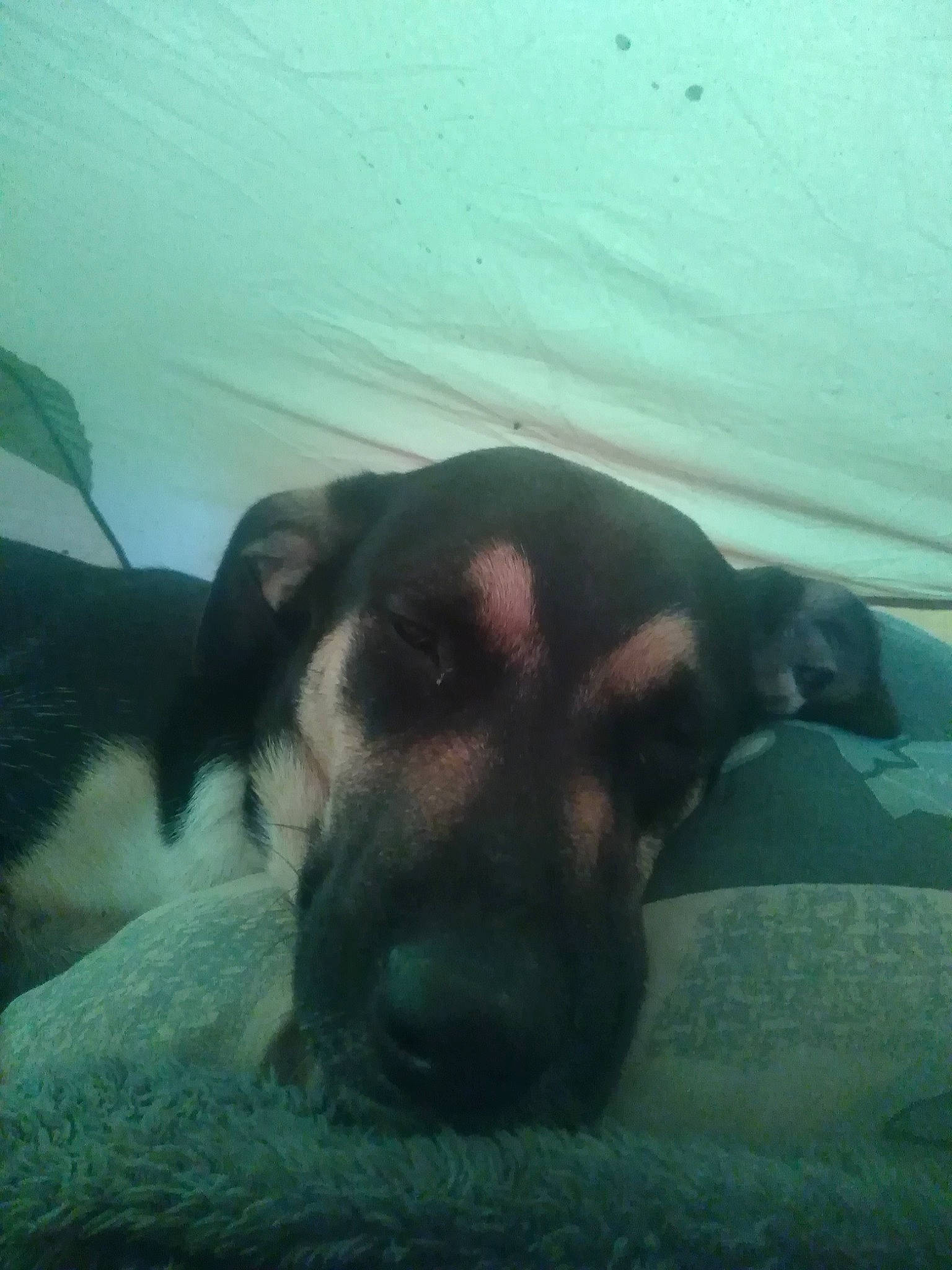 Acab a rejoint le concours — aidez-le/la à gagner de superbes lots ! canidae, carnivore, comfort, companion_dog, dog, dog_breed, ear, eye, fawn, fur, guard_dog, head, jaw, nap, paw, sleep, sporting_group, whiskers, working_animal, working_dog