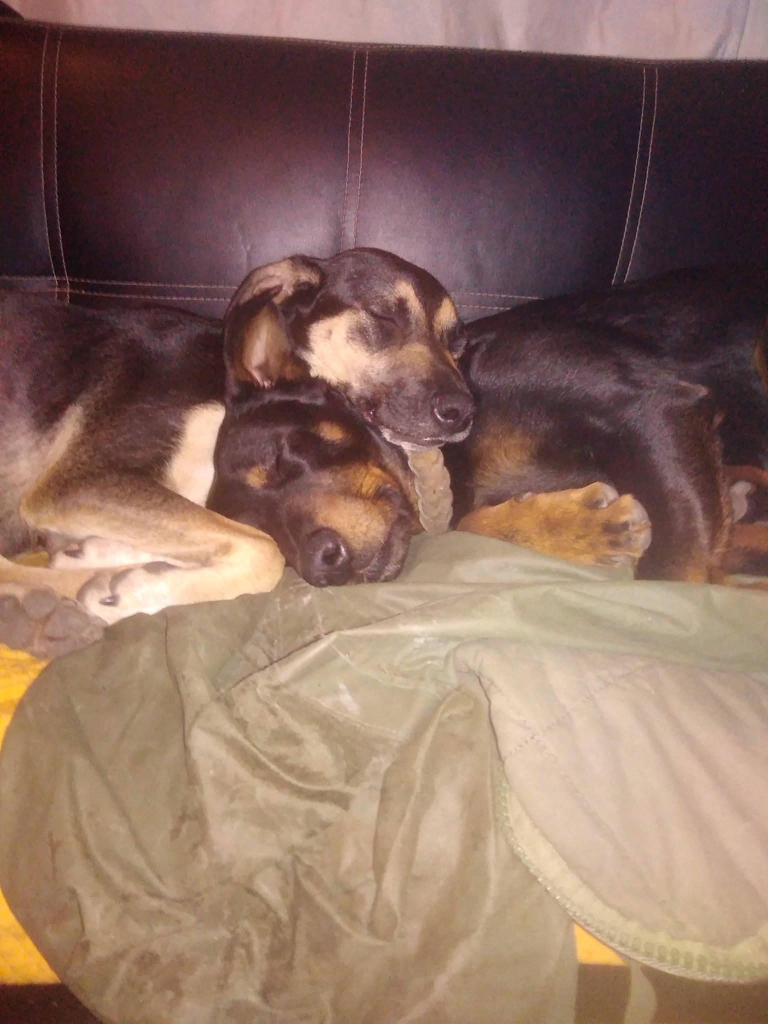 Acab participe au concours pour gagner de l'argent avec cette photo : blanket, canidae, carnivore, comfort, companion_dog, couch, dog, dog_breed, dog_supply, fawn, fur, guard_dog, linens, nap, paw, pet_supply, sleep, snout, sporting_group, working_animal