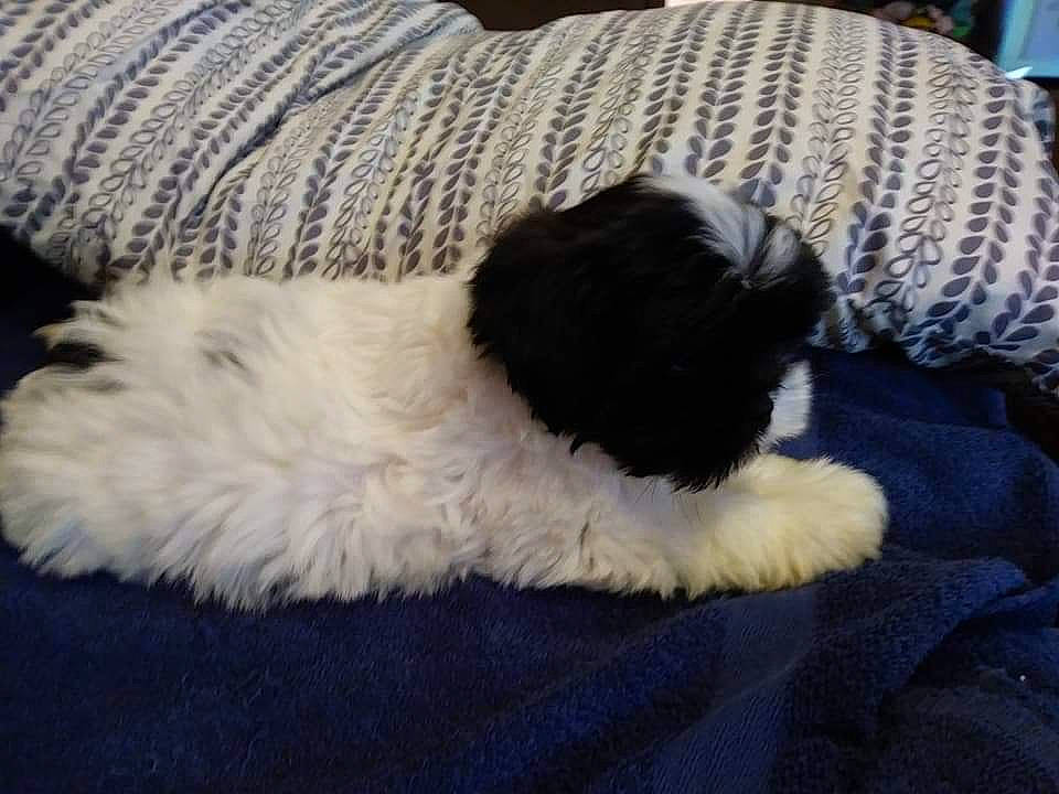 Lilly joined the competition — help win amazing prizes! canidae, carnivore, comfort, companion_dog, dog, dog_breed, felidae, fur, mal_shi, maltepoo, nap, paw, snout, sporting_group, tail, terrestrial_animal, terrier, toy_dog, whiskers, working_animal