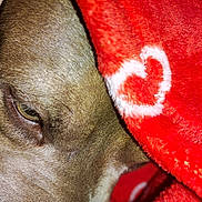 Babygirl joined the competition — help win amazing prizes! dog, close_up, sleeping, blanket, red_blanket, heart_pattern, fur, pet, cozy, resting, animal, brown_fur, face, eyelid, snout, domestic_animal, warm, comfort, indoor, cute