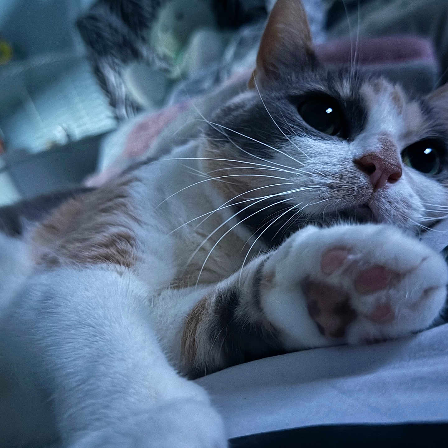 Minette
