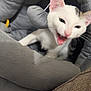 animal, blanket, cat, closeup, comfortable, cozy, cushion, cute, feline, gray, home, indoor, kitten, meowing, pet, plush_bed, resting, soft, toy, white