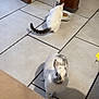 animal, bunny, cat, companion_animals, cozy, curious, domestic, doorframe, feeding, floor_tile, food_plate, home, indoor, pet, power_outlet, rabbit, striped_tail, tile_floor, two_animals, white_cat