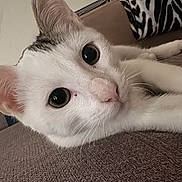 Pat participe au concours pour gagner de l'argent avec cette photo : animal, cat, close_up, curious, cushion, cute, ears, feline, fur, household, indoor, lying_down, pet, pink_nose, resting, sofa, texture, whiskers, white_cat, zebra_pattern