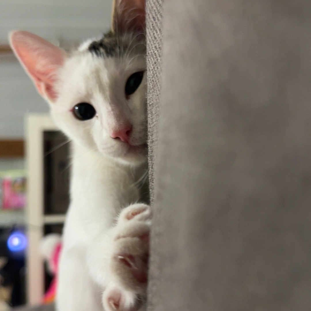Pat