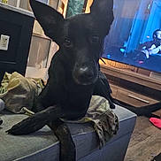 Dixie is registered to the contest to win money with this photo: dog, black_dog, couch, living_room, television, tv_show, hat, cap, ears, eyes, snout, paw, blanket, furniture, interior, window, floor, wood_floor, cozy, portrait