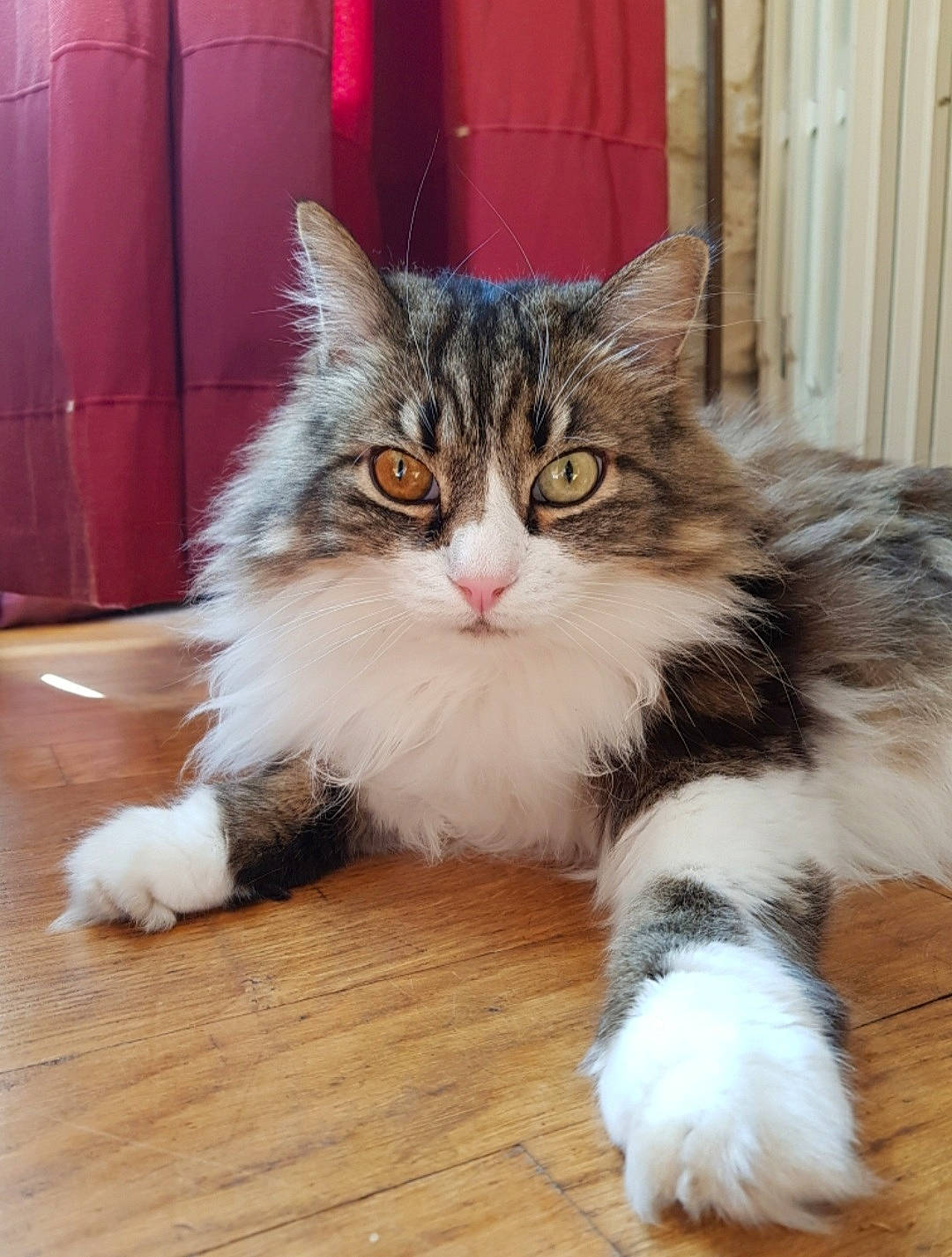 Armstrong participe au concours pour gagner de l'argent avec cette photo : art, british_longhair, carnivore, cat, claw, domestic_short_haired_cat, felidae, flooring, fur, hardwood, maine_coon, paw, sitting, small_to_medium_sized_cats, snout, tail, terrestrial_animal, whiskers, wood