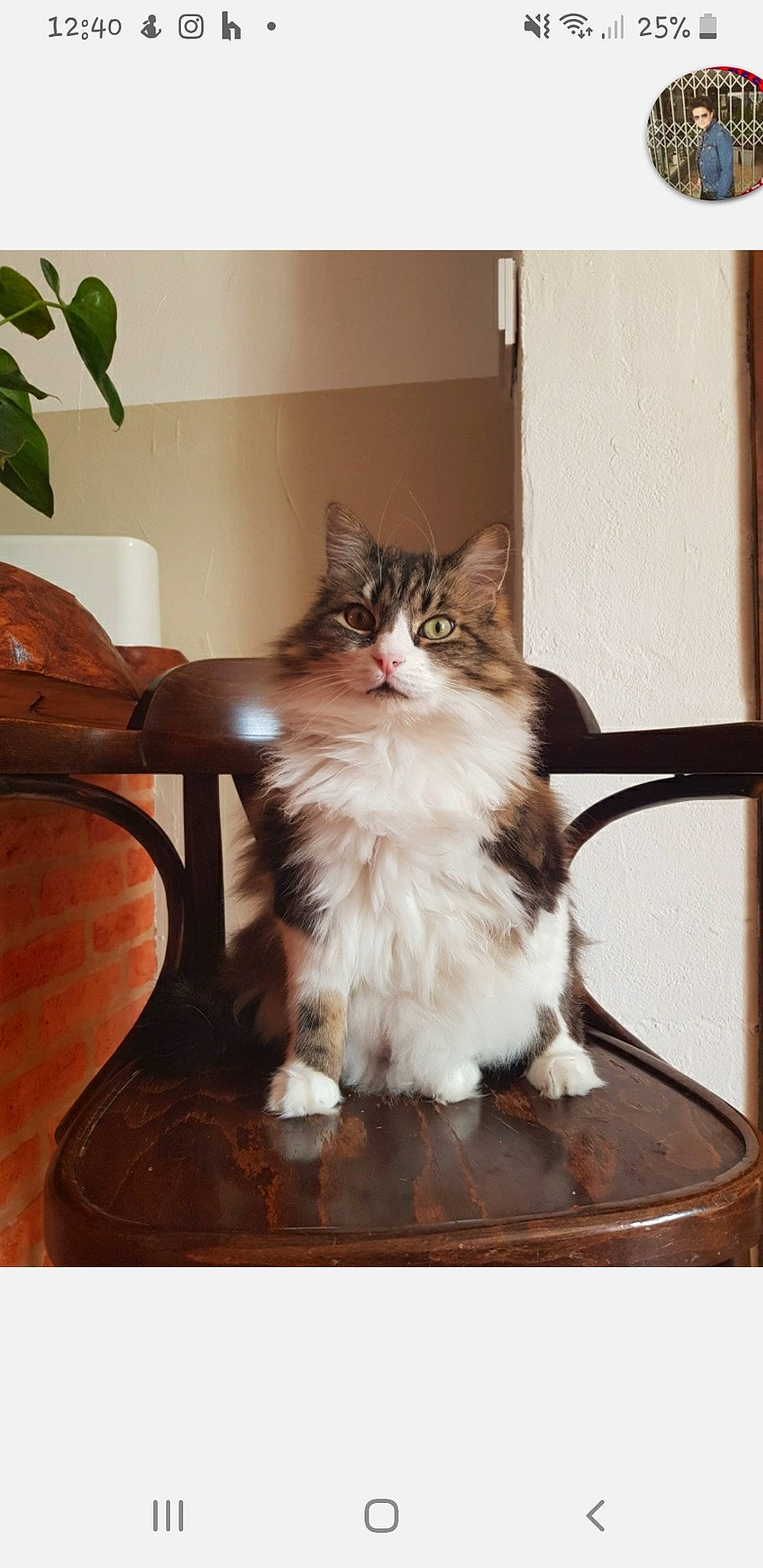 Armstrong participe au concours pour gagner de l'argent avec cette photo : carnivore, cat, chair, comfort, domestic_short_haired_cat, felidae, floor, flooring, fur, hardwood, houseplant, paw, plant, rectangle, sitting, small_to_medium_sized_cats, tail, whiskers, window, wood