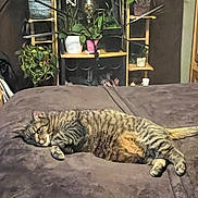 Junior joined the competition — help win amazing prizes! cat, tabby_cat, bed, blanket, indoor, plant, potted_plant, shelf, furniture, relaxing, sleeping_cat, brown, green, cozy, domestic_animal, houseplant, pet, resting, animal, living_room