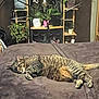 animal, bed, blanket, brown, cat, cozy, domestic_animal, furniture, green, houseplant, indoor, living_room, pet, plant, potted_plant, relaxing, resting, shelf, sleeping_cat, tabby_cat