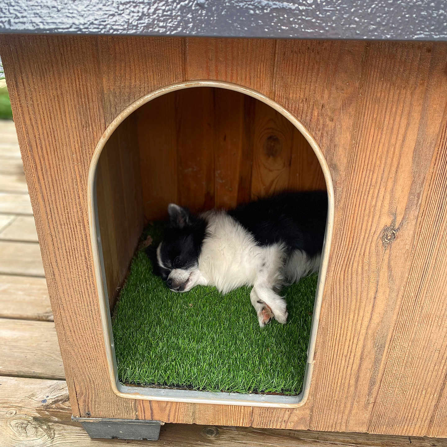 Marley participe au concours pour gagner de l'argent avec cette photo : animal, artificial_grass, black_and_white, canine, cozy, cute, dog, doghouse, fur, home, outdoor, peaceful, pet, quiet, resting, shelter, sleeping, small_dog, wood, wooden_deck