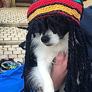 Marley a rejoint le concours — aidez-le/la à gagner de superbes lots ! dog, pet, knit_hat, dreadlocks, black_and_white, fur, hand, outdoor, pavement, footwear, person, clothing, colorful, portrait, cute, animal, fashion, accessory, headwear, funny